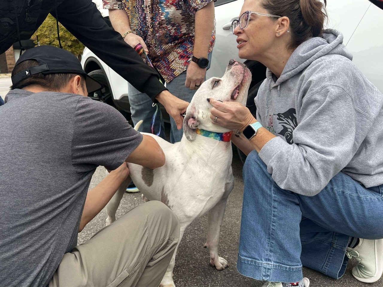 Shawna Anderson volunteering with a dog at a local community event